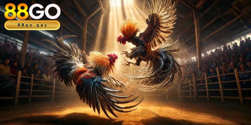 Đá gà 88GO thu hút đông đảo người chơi tham gia
